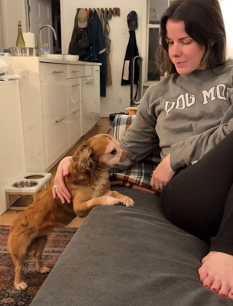 He Was Too Traumatized to Move—Now He’s Healing: Sign the Petition to Help Dogs Like Tiki